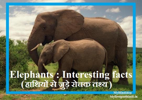 Interesting 2Bfacts 2BAbout 2BElephants Amazing facts Elephants
