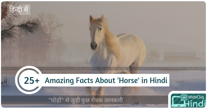 horse in hindi, Rochak Jankari