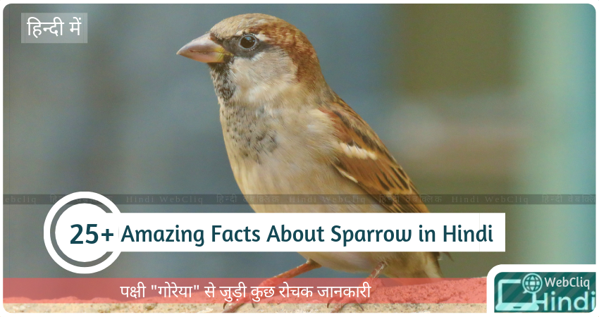 facts about sparrow in hindi